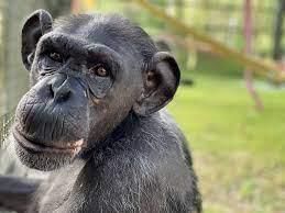 Endangered Animals | General Knowledge for Young Learners - Class 1