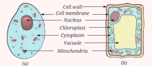 The Invisible Living World: Beyond Our Naked Eye Chapter Notes | Science Curiosity Class 8 -  New NCERT