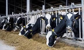 Livestock - 1 Class 4 Worksheet SST