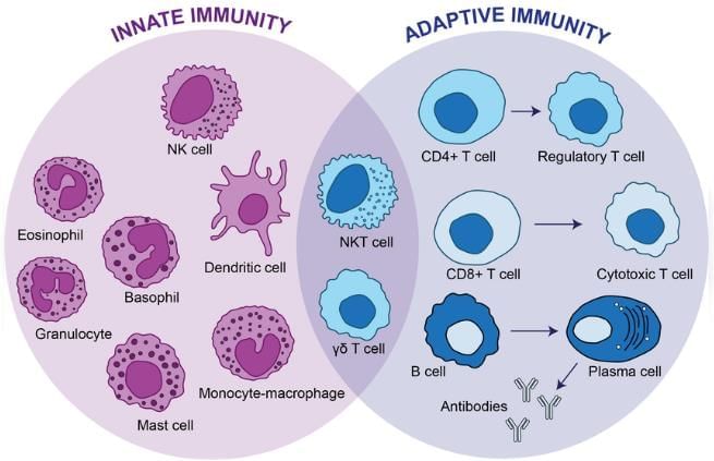 Immunity Chapter Notes | Microbiology - NEET PG