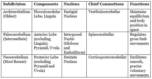 Neuroanatomy - 3 Chapter Notes | Anatomy - NEET PG