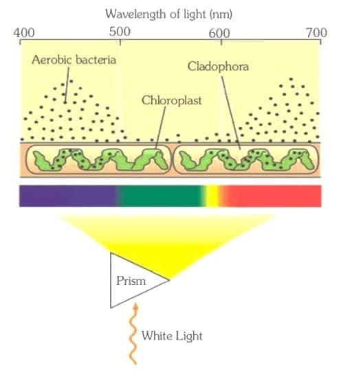 1.4 T.W. Engelmann`s Experiment (1843-1909)