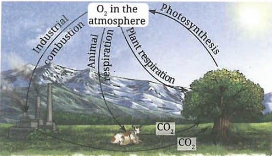 3.4 Oxygen Cycle