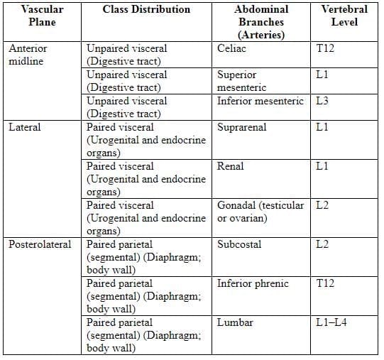 Vasculature - Arteries