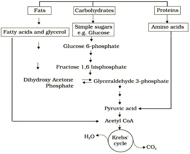 7.2 Respiratory Pathway in Anabolism