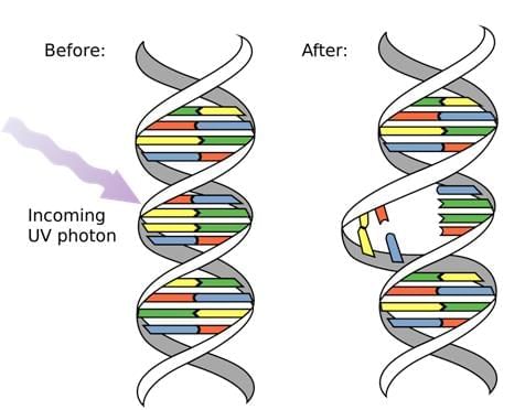 Revision Notes: Genetics - Some Basic Fundamentals | Preparation for EmSAT Grade 10