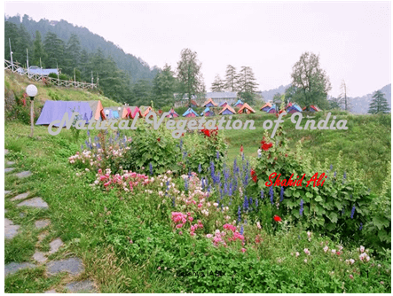 Natural Vegetation of India - Indian Geography, UPSC, IAS | Geography (Prelims) by Valor Academy