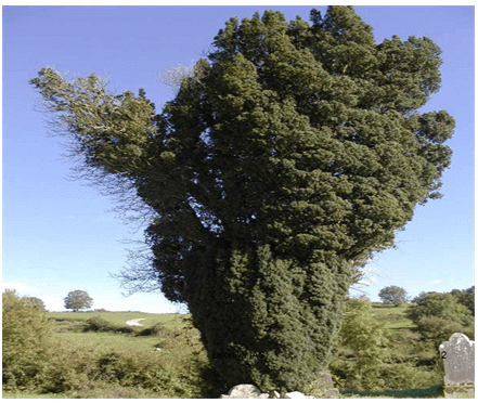Natural Vegetation of India - Indian Geography, UPSC, IAS | Geography (Prelims) by Valor Academy