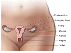Reproductive System - Notes, Biology | General Awareness - Bank Exams