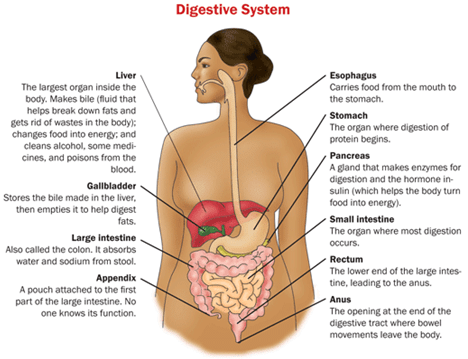 Digestive System - Notes, Biology | General Awareness - Bank Exams