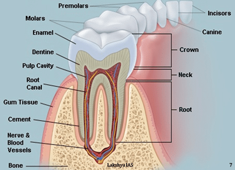 Digestive System - Notes, Biology | General Awareness - Bank Exams