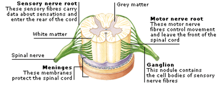 Nervous system - Notes, Biology | General Awareness - Bank Exams