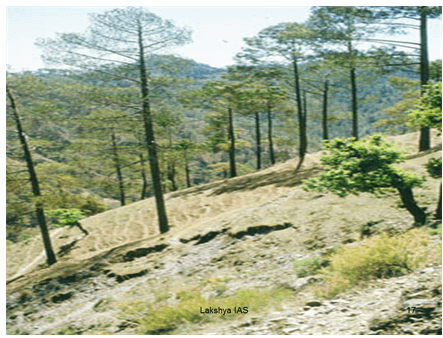Natural Vegetation of India - Indian Geography, UPSC, IAS | Geography (Prelims) by Valor Academy