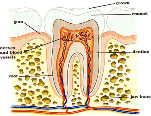 Digestive System - Notes, Biology | General Awareness - Bank Exams