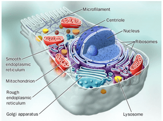 Human Cell