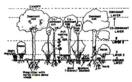 Plant Communities & Major Vegetation: Environment & Disaster Management | Environment for UPSC CSE