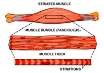 Striated Muscles