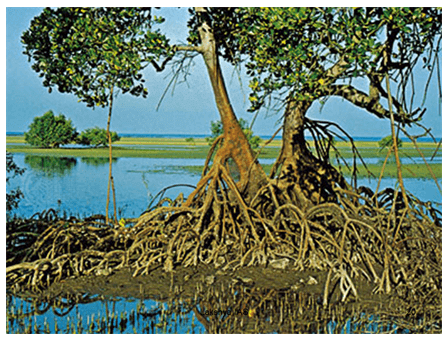 Natural Vegetation of India - Indian Geography, UPSC, IAS | Geography (Prelims) by Valor Academy