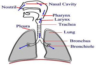 Respiratory System - Notes, Biology | General Awareness - Bank Exams