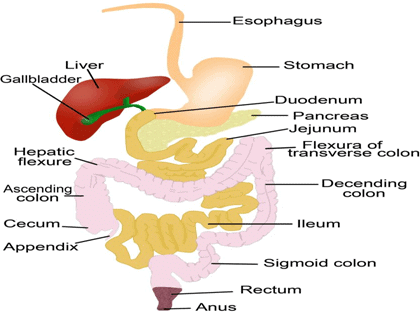 Digestive System - Notes, Biology | General Awareness - Bank Exams