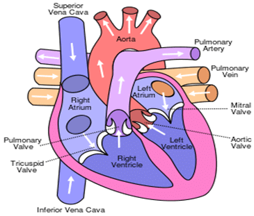 Circulatory System - Notes, Biology | General Awareness - Bank Exams