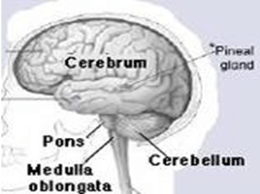 Nervous system - Notes, Biology | General Awareness - Bank Exams