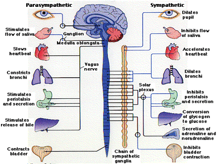 Nervous system - Notes, Biology | General Awareness - Bank Exams