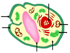 Plant Cell