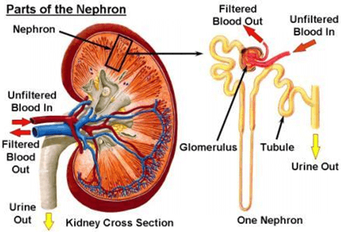 Excretory System - Notes, Biology | General Awareness - Bank Exams