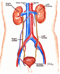 Excretory System - Notes, Biology | General Awareness - Bank Exams