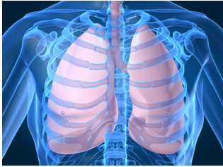 Respiratory System - Notes, Biology | General Awareness - Bank Exams
