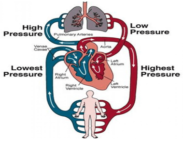 Circulatory System - Notes, Biology | General Awareness - Bank Exams