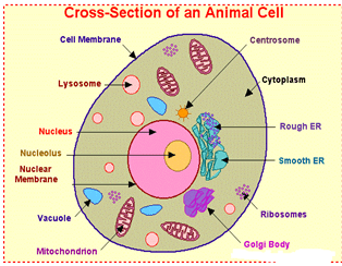 Cross Section of Animal Cell