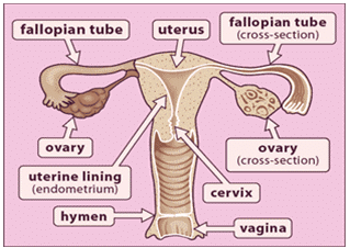Reproductive System - Notes, Biology | General Awareness - Bank Exams