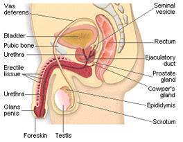 Reproductive System - Notes, Biology | General Awareness - Bank Exams