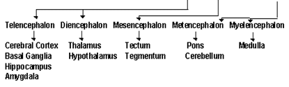 Nervous system - Notes, Biology | General Awareness - Bank Exams