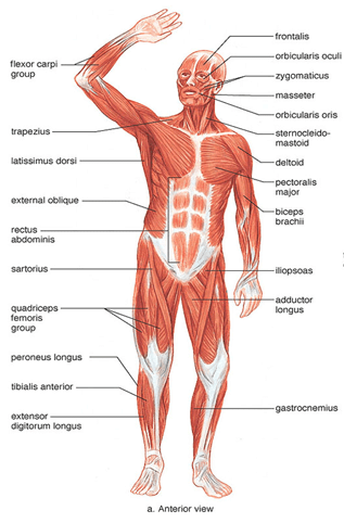 Muscular System - Notes, Biology | General Awareness - Bank Exams
