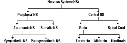 Nervous system - Notes, Biology | General Awareness - Bank Exams