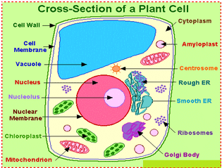 Cross Section of Plant Cell