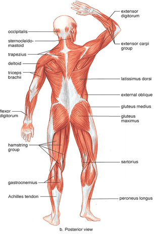 Muscular System - Notes, Biology | General Awareness - Bank Exams