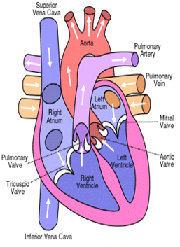 Circulatory System - Notes, Biology | General Awareness - Bank Exams