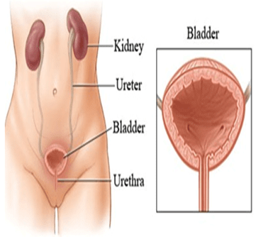Excretory System - Notes, Biology | General Awareness - Bank Exams