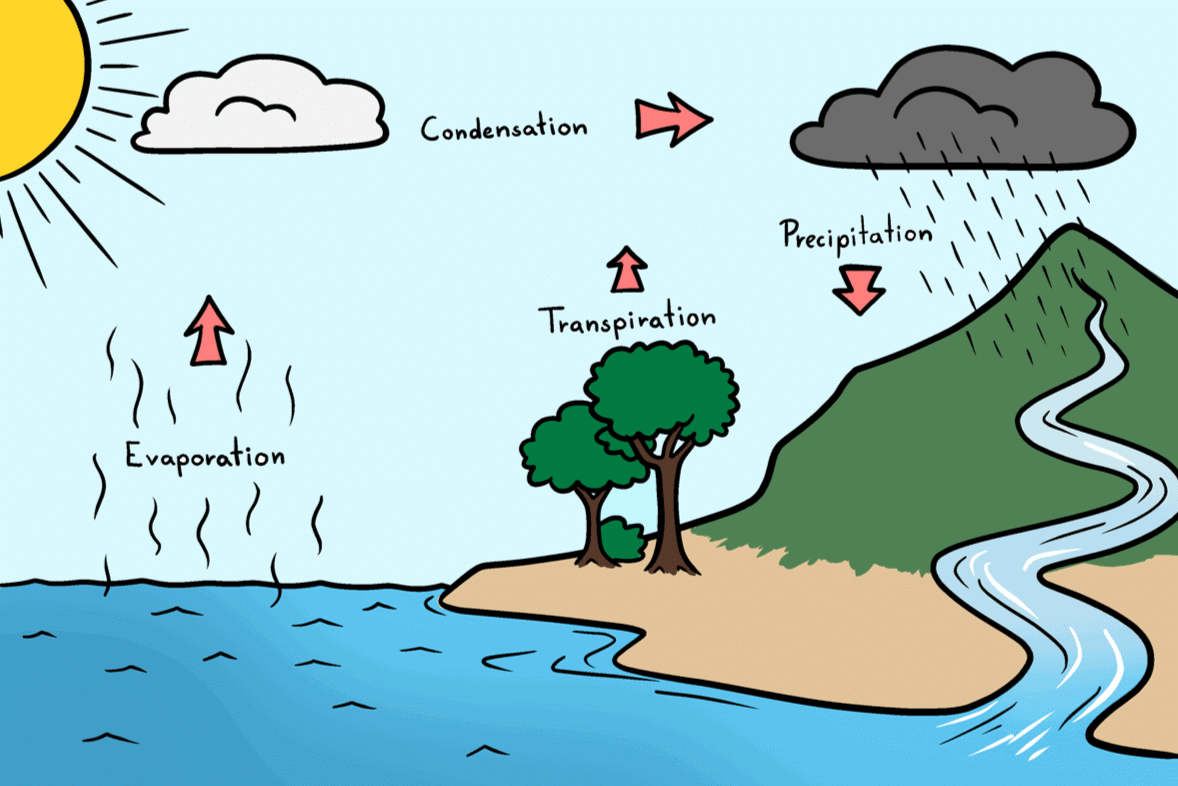 Worksheet Solutions: Water - The Essence of Life | Worksheets with Solutions for Class 5