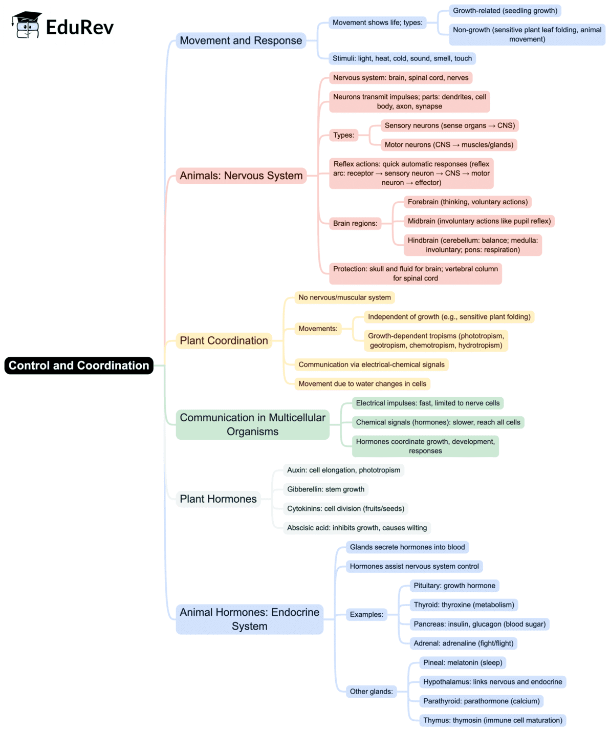 Mind Map: Control & Coordination | Science Class 10