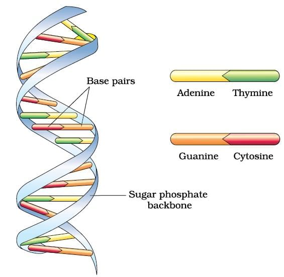 Important Diagrams: Molecular Basis of Inheritance | Biology Class 12 - NEET