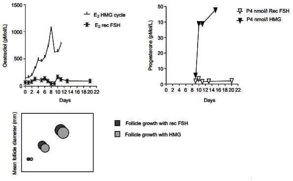Folliculogenesis and the `Follicular Phase`