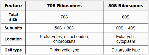 9.2 Ribosome Types Comparison