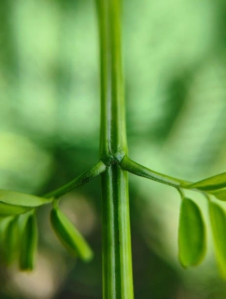 Q1: Multiple Choice Questions (MCQs)