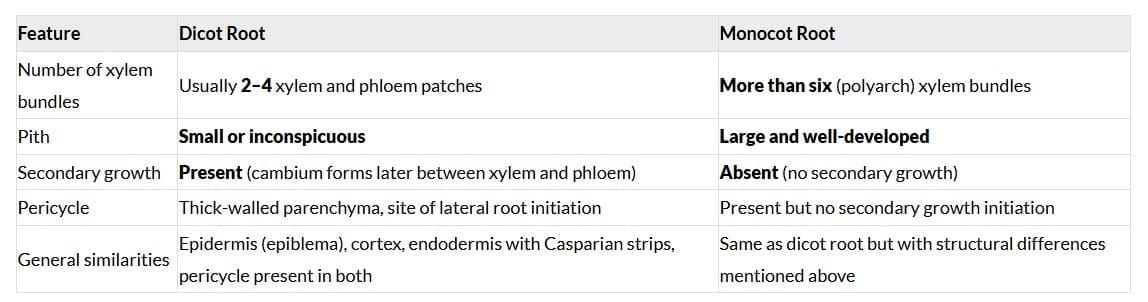 Monocotyledonous Root
