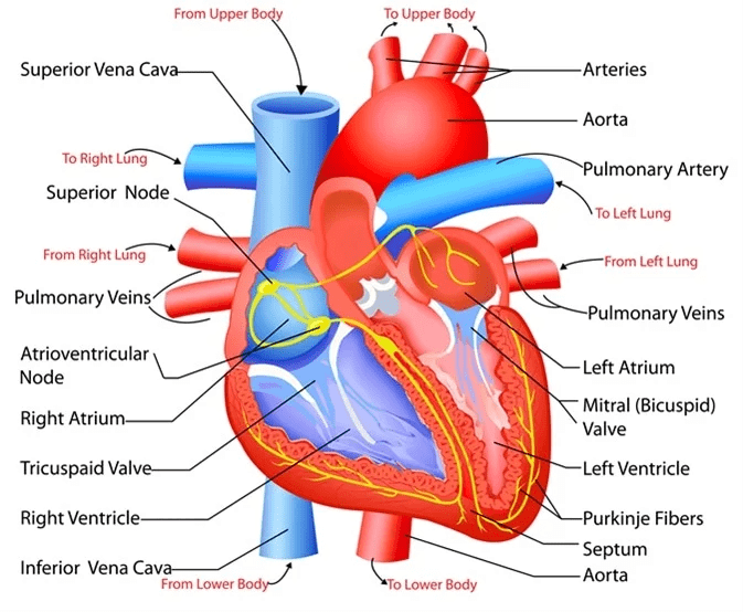 Transportation in Human Beings: Circulatory System & The Human Heart | Science Class 10
